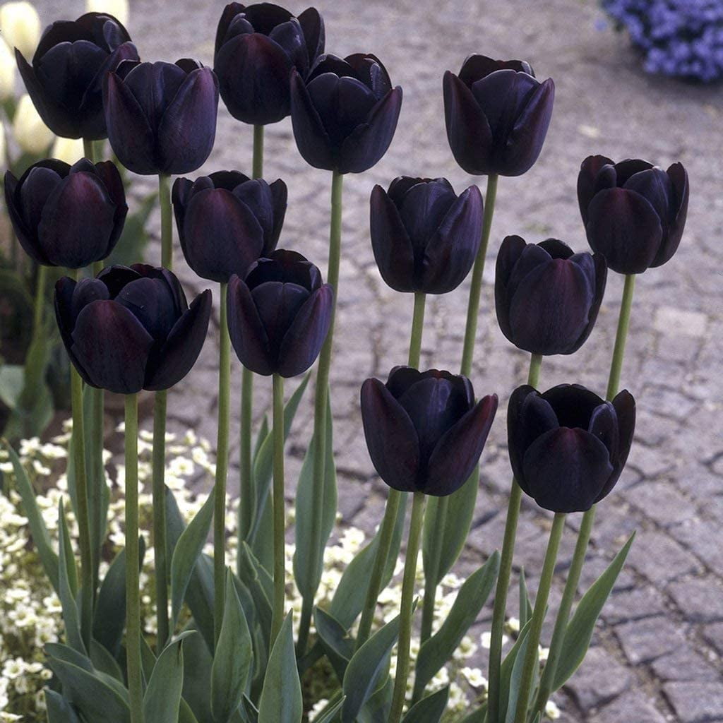 10 Jerusalem Tulip Bulbs for Planting - 10 Bulbs to Grow