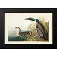 thumbnail image 2 of Audubon, John James 24x17 Black Modern Framed Museum Art Print Titled - Pl 306 Great Northern Diver or Loon, 2 of 5
