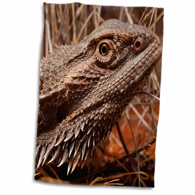 3dRose Australia, Central Bearded Dragon lizard, outback-AU01 PSO0064 - Paul Souders - Towel, 15 by 22-inch