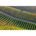 thumbnail image 3 of Carozzi, Fiorenzo 24x17 Black Modern Framed Museum Art Print Titled - Vineyards, 3 of 5