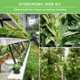 thumbnail image 6 of 5 Packs Hydroponic Herb Seed - Sage, Peppermint, Parsley, Chives, Cilantro, Basil - Full Sun Annual & More, 6 of 6