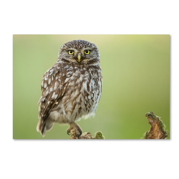 Trademark Fine Art 'The Watcher' Canvas Art by Kenny De Boeck