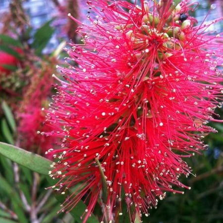 Red Cluster Bottlebrush, Flowering Evergreen (Best Flowering Shrubs For Oklahoma)