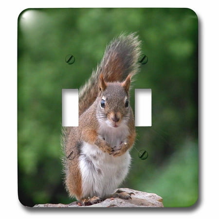 Attitude Squirrel - 3dRose Red Squirrel with Attitude - Double Toggle Switch (lsp_22427_2)