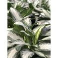 thumbnail image 4 of Nature's Way Farms Aglaonema Crystal Bay (8-15 inches tall) in Growers Pot, 4 of 4