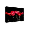 thumbnail image 2 of Trademark Fine Art 'Dramatic Poppies' Canvas Art by Sandra Iafrate, 2 of 4