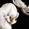 thumbnail image 2 of Poinski, Dianne 12x12 Gold Ornate Wood Framed with Double Matting Museum Art Print Titled - Delicate White Orchids 4, 2 of 4