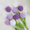 Multicolor_purple, variant on RuWeoMaa Crochet Tulip without Vase, 9pcs/set Artificial Flower, Summer Home Decor Supplies for Living Room Bedroom Dining Room Wedding Party