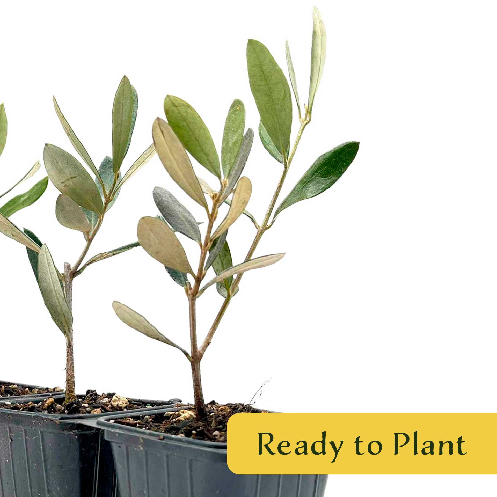 6 Mission Olive Trees – Evergreen Edible Olive Fruit Tree for Indoor or Outdoor Growing, Mediterranean Patio & Container Plant (Olea europaea ‘Mission’) in 3.5″ Cubes, Live Plants