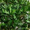 thumbnail image 2 of Nearly Natural 3ft. Bonsai Styled Podocarpus Artificial Tree, Green, 2 of 4