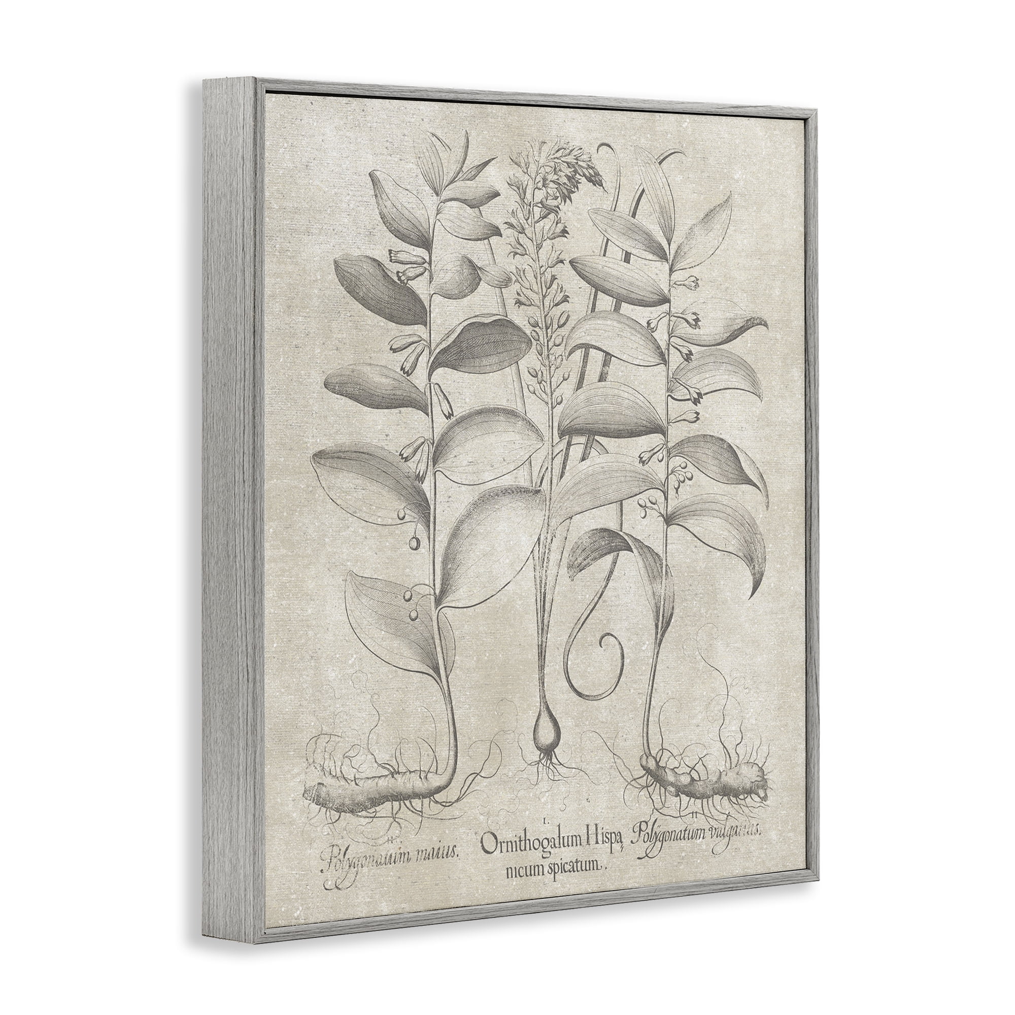 Stupell Industries Vintage Botanical Herb Botanical & Floral Painting Gray Framed Art Print Wall Art, 11 x 14
