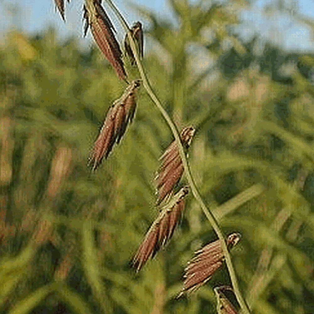 Everwilde Farms Mylar Seed Packet 1000 Side Oats Grama Native Grass Seeds 