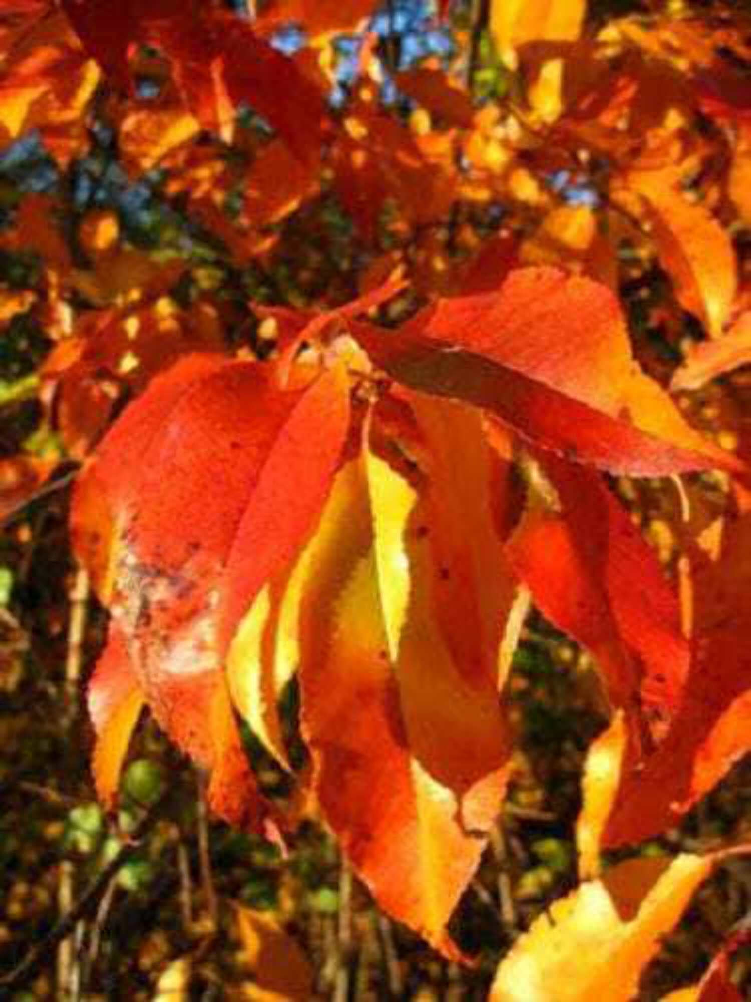 Black Cherry Leaf Fall