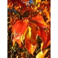 thumbnail image 3 of 30 BLACK CHERRY Fruit Tree Prunus Serotina Fragrant White Flowers Seeds, 3 of 5