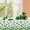 B, variant on Vwrxbz St Patricks Day Table Runner Irish Shamrock Lace Tablecloth Holiday Party Decor