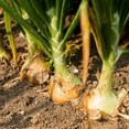 thumbnail image 5 of TomorrowSeeds - 3 Colors Mix Onion Sets (Bulbs) Seeds - 1 Pound - Variable Set Sizes, 5 of 11
