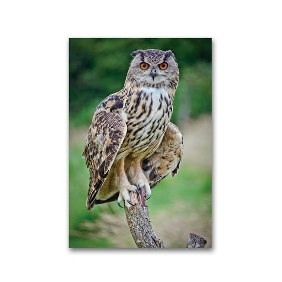 An Owl On A Tree Branch Poster -Image by Shutterstock