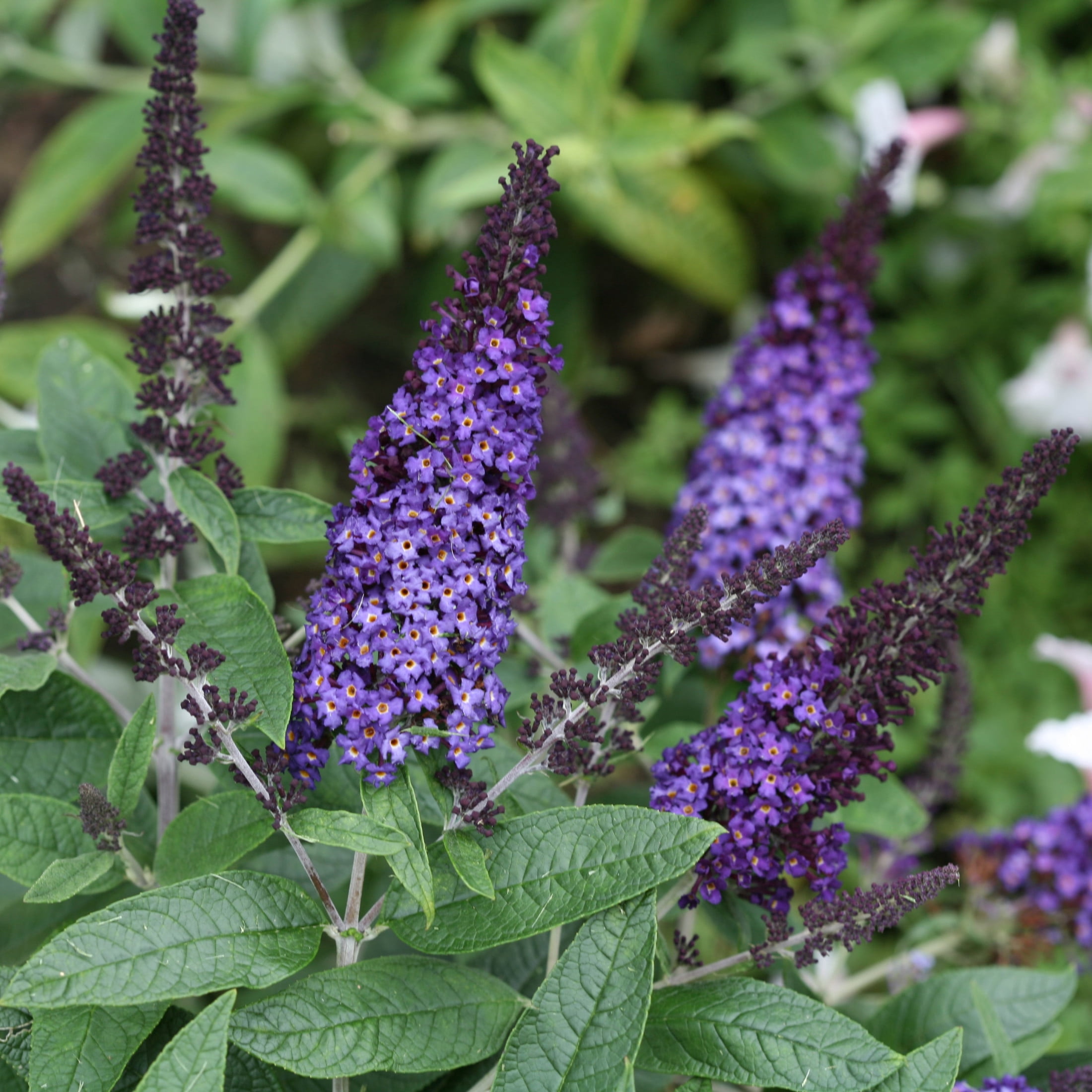 Proven Winners ColorChoice 6" Pugster Blue Butterfly Bush Live Plant in 7.5" Pot