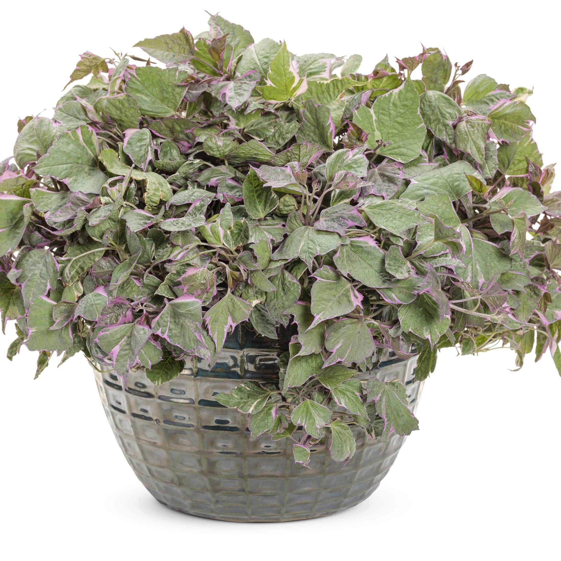 Proven Winners 4" Tricolor Sweet Potato Vine Live Plant in 4.25" Pot (4 Count)