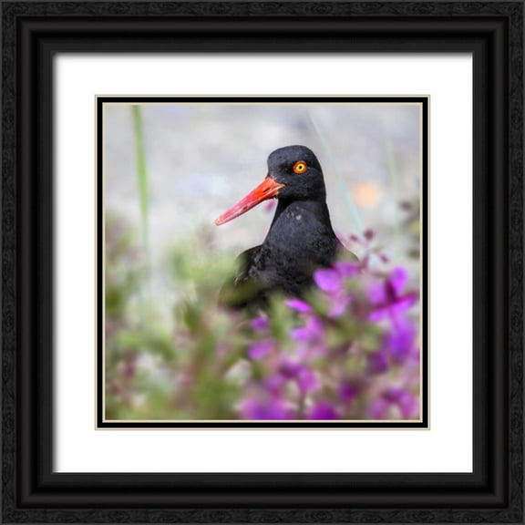 Paulson, Don 26x26 Black Ornate Wood Framed with Double Matting Museum Art Print Titled - AK, Glacier Bay Black oyster catcher and flowers