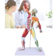 thumbnail image 4 of Modèle Musculaire, Modèle Musculaire Humain Miniature Structure Musculaire Durable et Fiable pour Exposition pour École pour Vie pour Guide Éducatif, 4 of 8