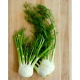 thumbnail image 2 of TomorrowSeeds - Florence Fennel Seeds - 500+ Count - For 2026 Planting USA Garden Vegetable Anise, 2 of 11