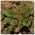 thumbnail image 3 of Everwilde Farms - 1 lb Globe Gilia Native Wildflower Seeds - Gold Vault Bulk Seed Packet, 3 of 4