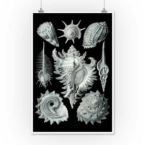 Art Forms Of Nature Prosobranchia Shells Ernst Haeckel Artwork 12x18 Art Print Wall Decor Travel Poster Walmart Com Walmart Com