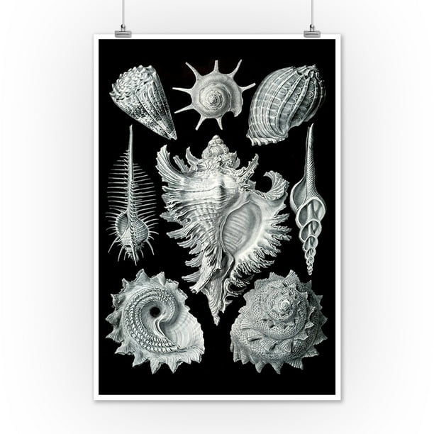 Art Forms Of Nature Prosobranchia Shells Ernst Haeckel Artwork 12x18 Art Print Wall Decor Travel Poster Walmart Com Walmart Com Art Forms Of Nature Prosobranchia Shells Ernst Haeckel Artwork 12x18 Art Print Wall Decor Travel Poster Walmart Com Walmart Com