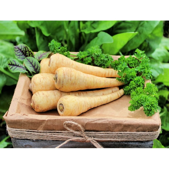 Parsnip Seeds for Planting - 100  Seeds - Heirloom Garden Vegetable Seeds
