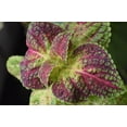 thumbnail image 2 of Red Shiso Perilla Seeds/ Perennial/ Full Sun/ 3500 Seeds 1/4 oz/ Zellajake Farm and Garden - B73, 2 of 2