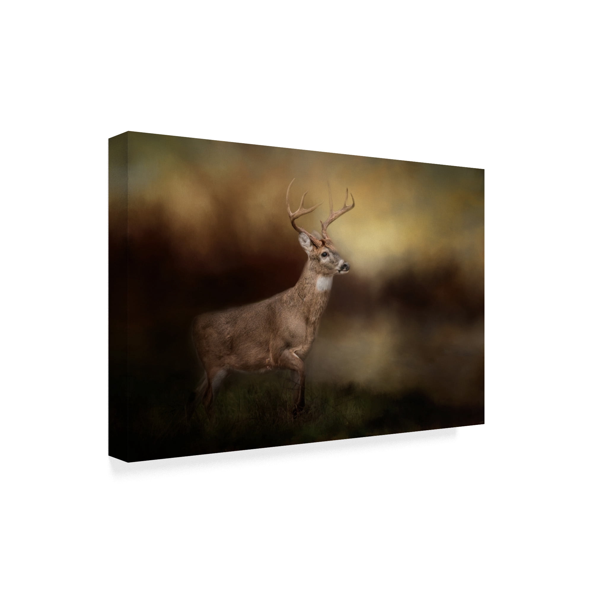 Trademark Fine Art 'Streamside Buck' Canvas Art by Jai Johnson