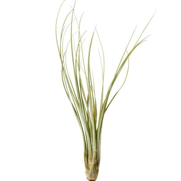 Tillandsia Juncea Air Plant