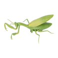 thumbnail image 2 of Remote Control Insects RC Animals Children Adults Trick Toys Electric Animals for HalloweenMantis Toy, 2 of 4