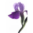 thumbnail image 2 of Burkhart, Monika 23x32 Black Ornate Wood Framed with Double Matting Museum Art Print Titled - Purple Iris II, 2 of 4
