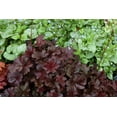 thumbnail image 5 of Expert Gardener 2.5QT Heuchera, 5 of 5
