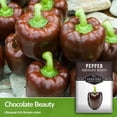 thumbnail image 3 of 5 packs Chocolate Beauty Pepper - Non-GMO Heirloom Full Sun Annual Vegetable, 3 of 6