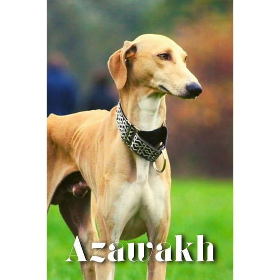 Azawakh: Dog breed overview and guide