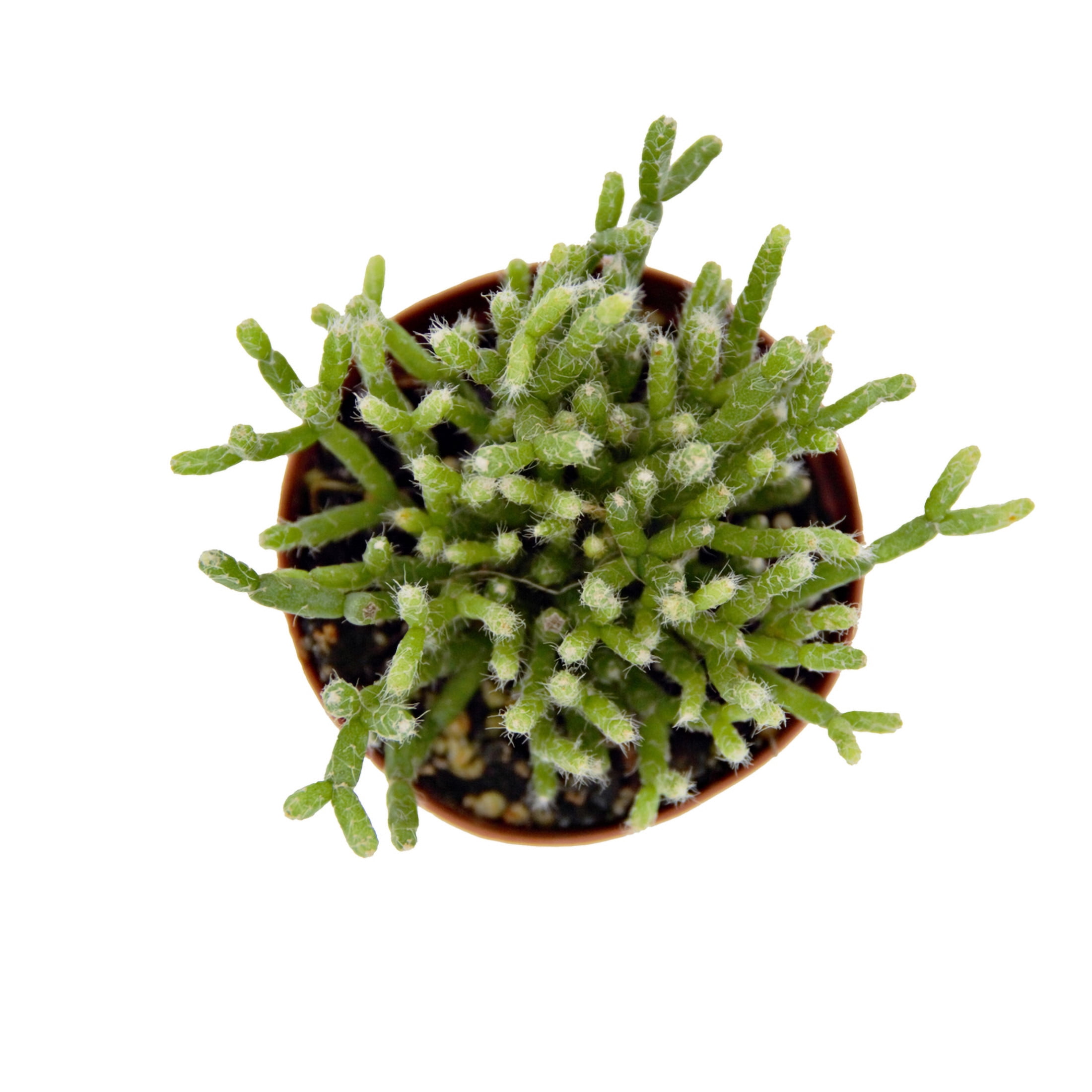 ReptiCulture Assorted Rhipsalis Tropical 2" Pot 3 pk
