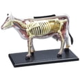 thumbnail image 1 of Model Cow 4D Vision TEDCO con 28 órganos desmontables de 6.5 pulgadas de alto, 1 of 3