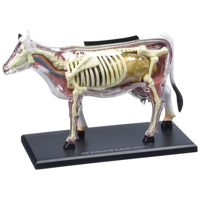 Model Cow 4D Vision TEDCO con 28 órganos desmontables de 6.5 pulgadas de alto