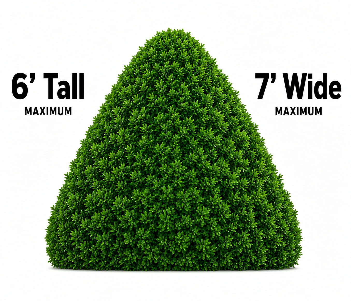Pennington Hakuro Nishiki Dappled Willow Live Shrub, 3 gal Grower Pot