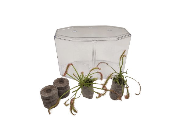 Deluxe Cape Sundew Plant Kit with 2 Live Carnivorous Plants – Indoor Bug-Eating Terrarium Kit with Food, Moss & Peat Pellets