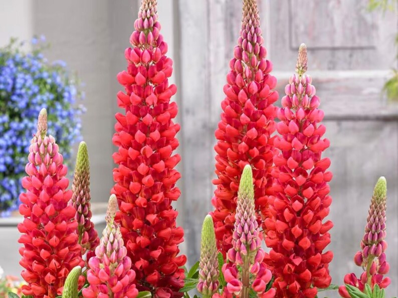 30 Seeds Beefeater Lupine Seeds Lupinus Flower Seeds Mix to Plant
