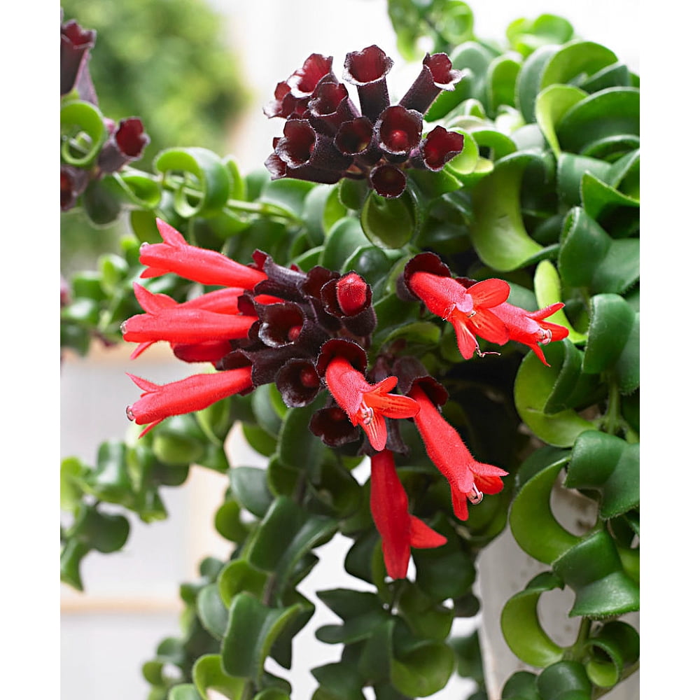 Curly Lipstick Plant Aeschynanthus �Rasta� Easy