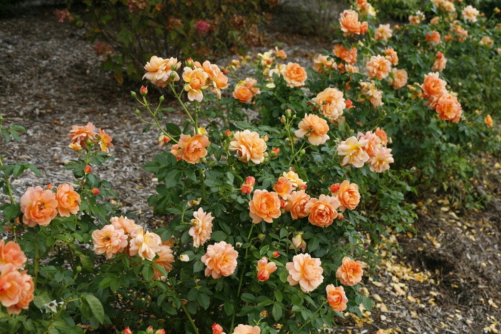 Proven Winners At Last Rose 2 Gallon (Rosa) Sunset-Orange Fully Petaled Tea Rose Fragrant Flowers Are Disease Resistant Live Outdoor Plant