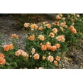 thumbnail image 4 of Proven Winners At Last Rose 2 Gallon (Rosa) Sunset-Orange Fully Petaled Tea Rose Fragrant Flowers Are Disease Resistant Live Outdoor Plant, 4 of 6