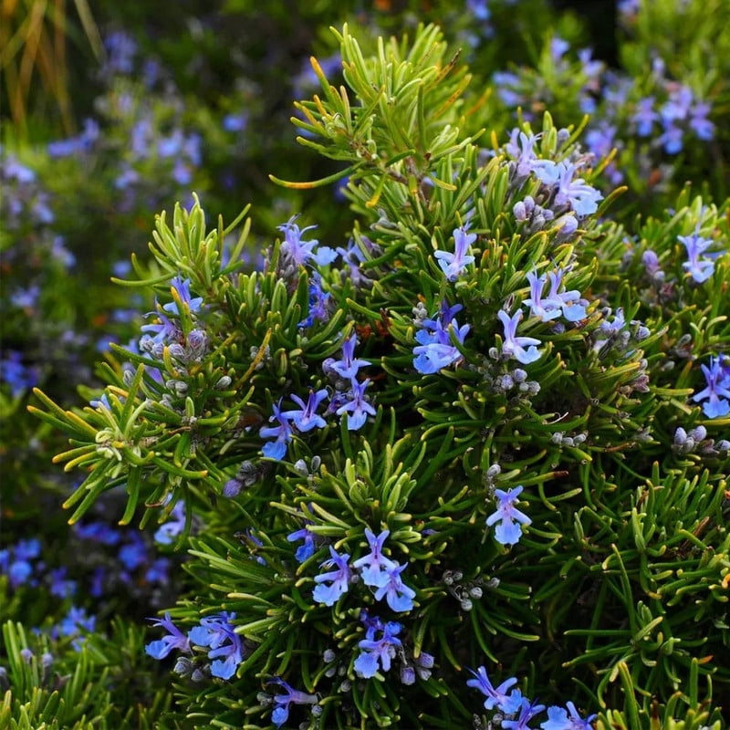 Rosemary Potted Live Plant, 4 Inch Compact Green Plant, Vibrant Rosemary for Patio or Indoor Growing Perennial