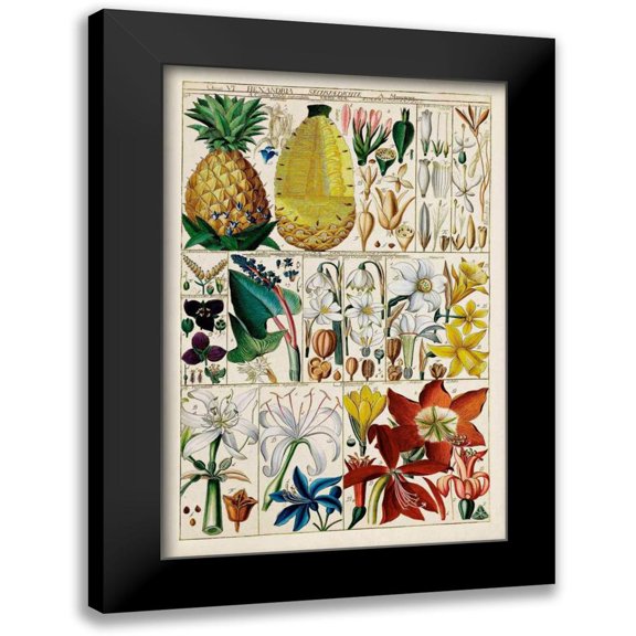 Unknown 11x14 Black Modern Framed Museum Art Print Titled - Pineapple Chart
