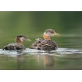 thumbnail image 2 of Luhm, Gary 32x24 Black Ornate Wood Framed with Double Matting Museum Art Print Titled - Washington State A Red-necked Grebe chick rides atop parent during feeding on lake, 2 of 4